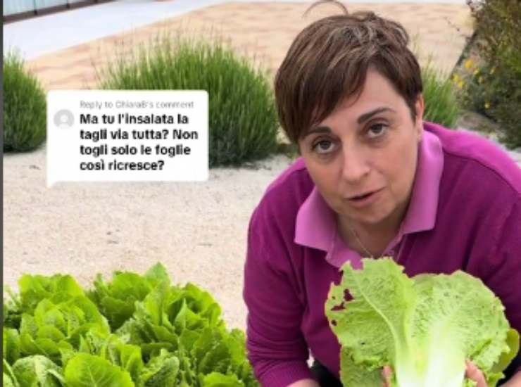 Benedetta Rossi conservare insalata: panno bagnato
